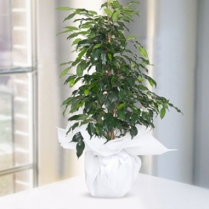  Malatya Çiçekçiler - ficus benjamin